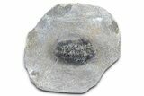 Bargain, Detailed Gerastos Trilobite Fossil - Morocco #363948-3